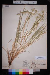 Panicum hallii image