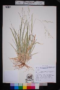 Panicum hallii image