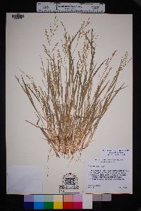 Panicum hallii image