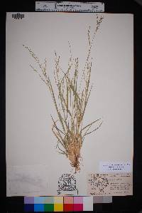 Panicum hallii image