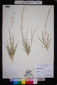 Panicum hallii image