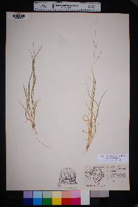 Panicum hallii image