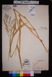 Panicum coloratum image