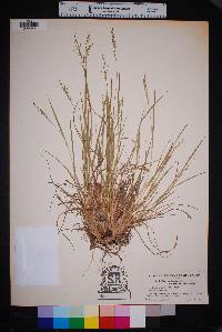 Panicum depauperatum image