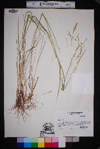 Panicum hians image