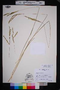 Paspalum dilatatum image