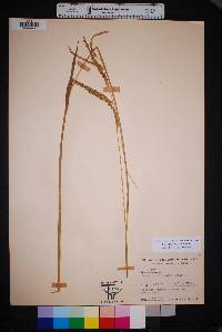 Paspalum dilatatum image