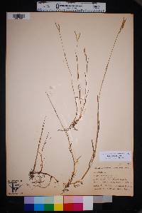 Paspalum distichum image