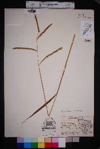 Paspalum dilatatum image