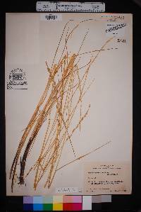 Panicum geminatum image