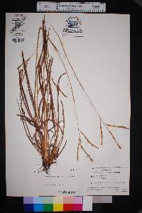 Paspalum laeve var. laeve image