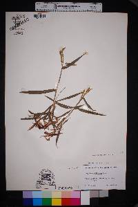 Paspalum pubiflorum image