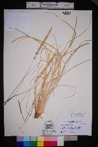 Setaria grisebachii image