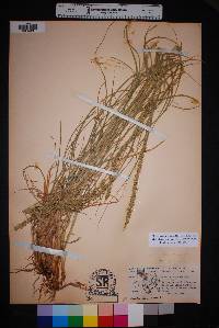 Setaria leucopila image