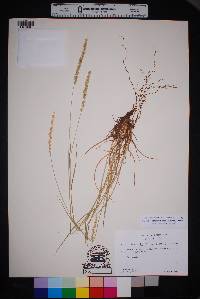 Setaria leucopila image