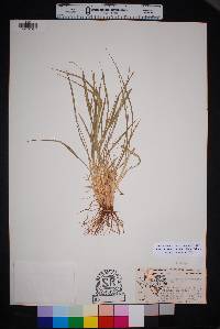 Setaria leucopila image