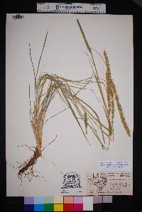 Setaria leucopila image