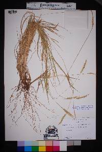 Setaria leucopila image