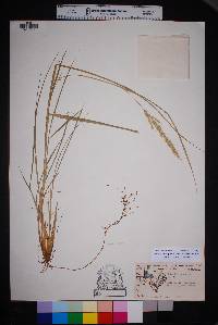 Setaria leucopila image