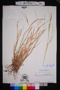 Setaria leucopila image