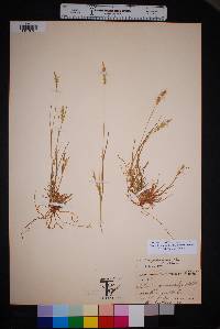 Setaria leucopila image