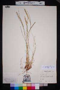 Setaria leucopila image