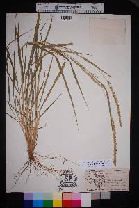 Setaria leucopila image