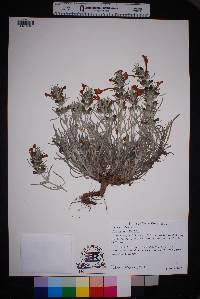 Salvia whitehousei image