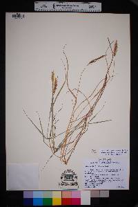 Setaria pumila image