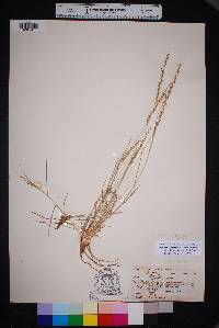 Setaria reverchonii subsp. ramiseta image