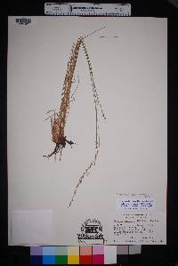 Setaria reverchonii subsp. ramiseta image