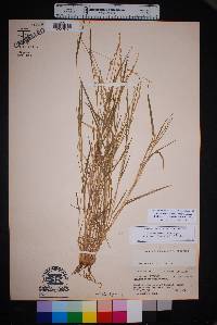 Setaria reverchonii image