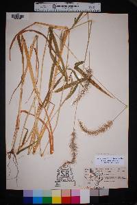 Setaria scheelei image