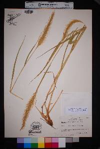 Setaria scheelei image