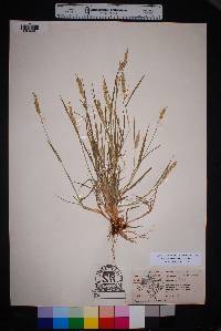 Setaria texana image