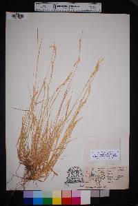 Setaria texana image