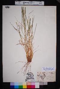 Setaria texana image