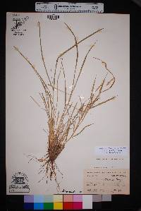 Setaria texana image