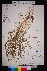 Setaria texana image