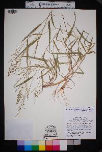 Urochloa arizonica image