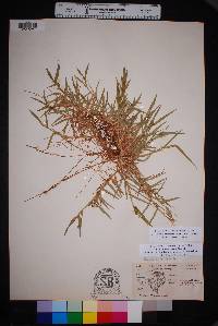 Urochloa ciliatissima image