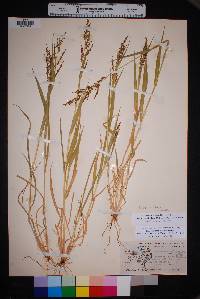 Urochloa fusca image