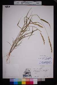 Urochloa fusca image