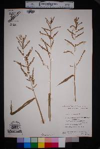 Urochloa mutica image