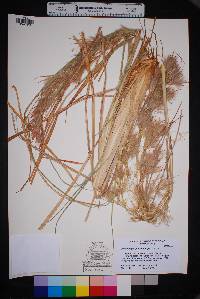 Andropogon glomeratus image