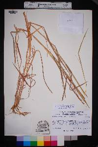 Bothriochloa barbinodis image