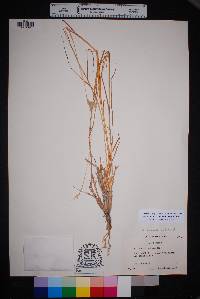 Bothriochloa barbinodis image