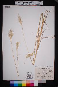 Bothriochloa barbinodis image