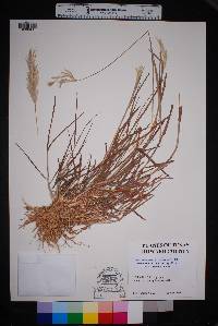 Bothriochloa barbinodis image