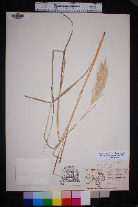 Bothriochloa barbinodis image